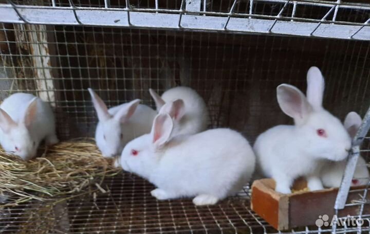 Калифорния,хиплюс