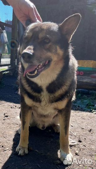 Ищу новый дом, собака осиротела