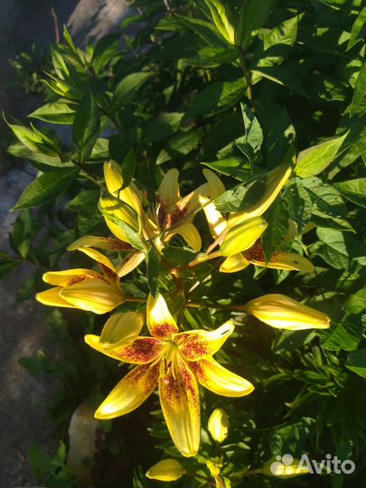 Продам луковицы лилий, можно на срез