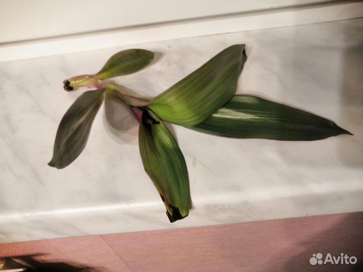 Рео или традесканция разноцветная (отросток)