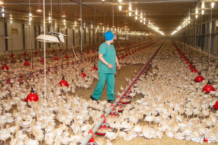 Вахта В Пензе/Проживание/Питание/Птицефабрика