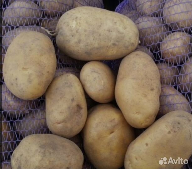 Продам картофель урожай 2023