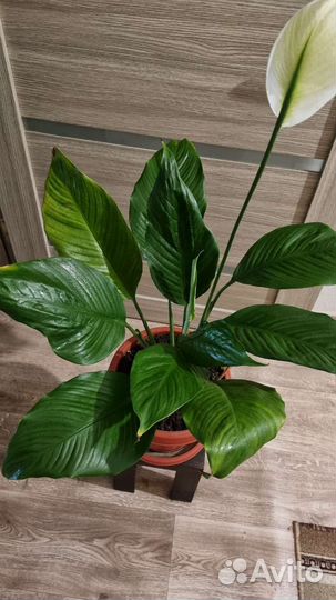 Спатифиллум