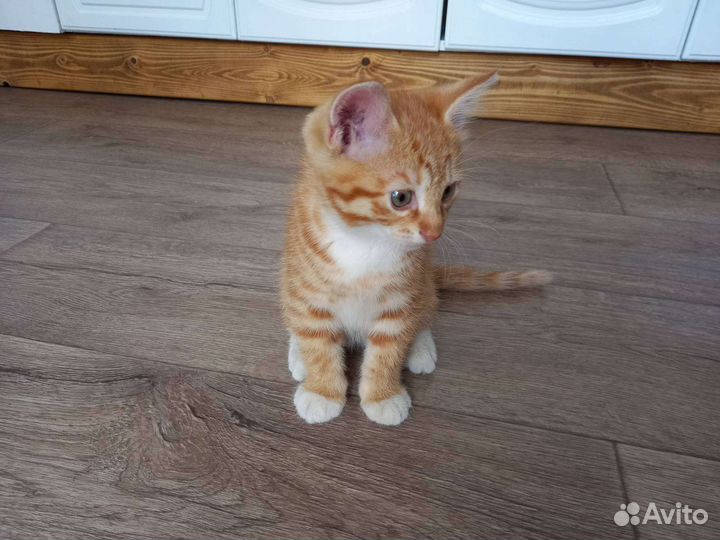 Отдам котика в добрые руки