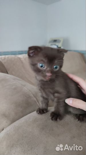 Котёнок Мальчик Британец