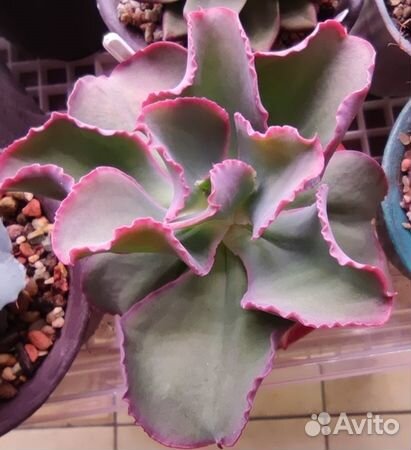 Эхеверии с наростами и капусты Часть 2