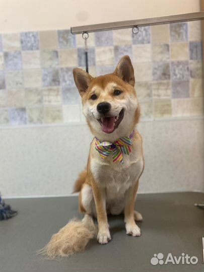 Стрижка собак и кошек виз академ