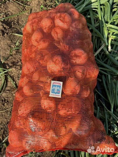 Лук репчатый оптом