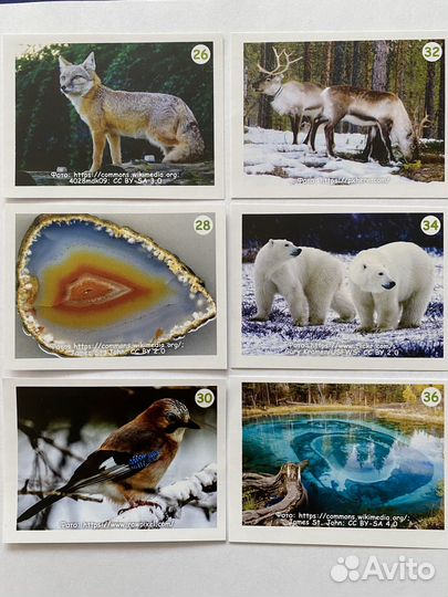 Наклейки из Монетки