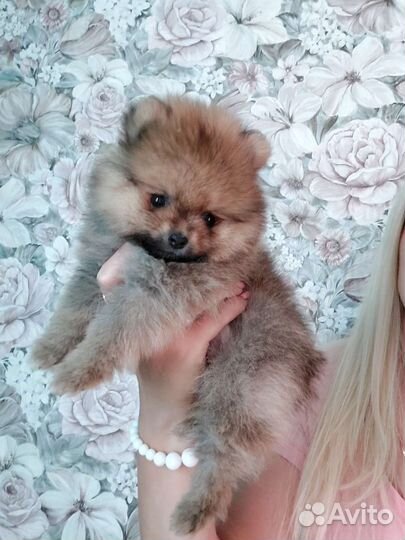 Щенки шпица