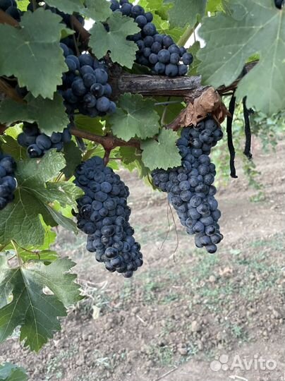 Виноград