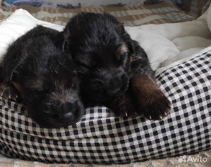 Щенки немецкой овчарки длинношерстной