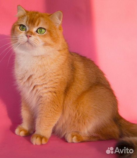 Британский золотой котик BRI ny12 (11 )