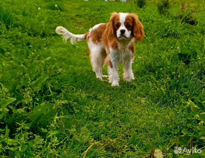 Собаки щенки