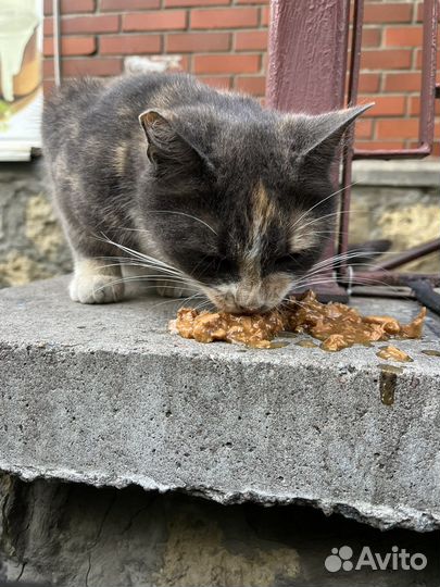 Кошка, выбросили (хотя бы передержка)