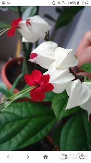 Клеродендрум