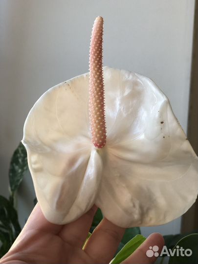 Антуриум акрополис, коллекционный сорт