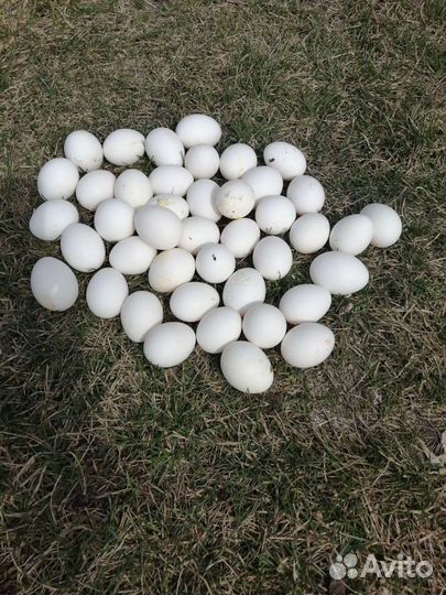 Куры несушки