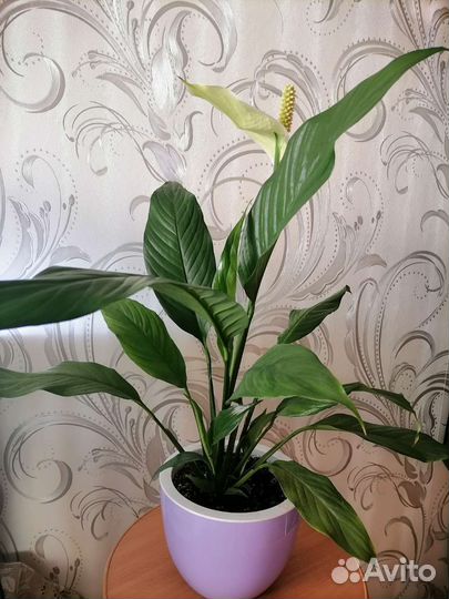 Спатифиллум