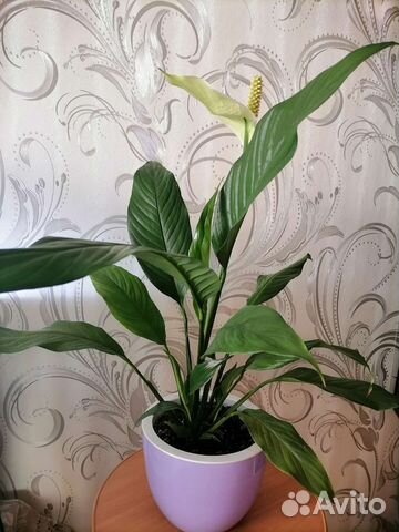 Спатифиллум