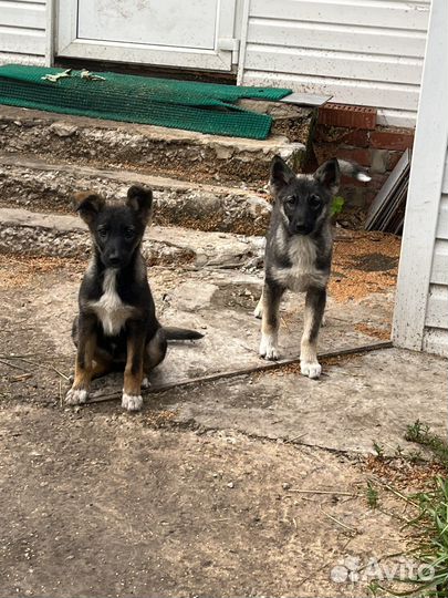 Отдам бесплатно