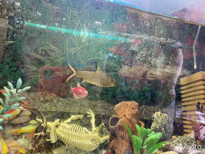 Аквариум с рыбками