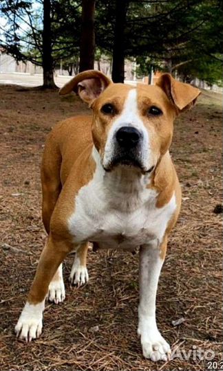 Стаффордширский терьер щенки