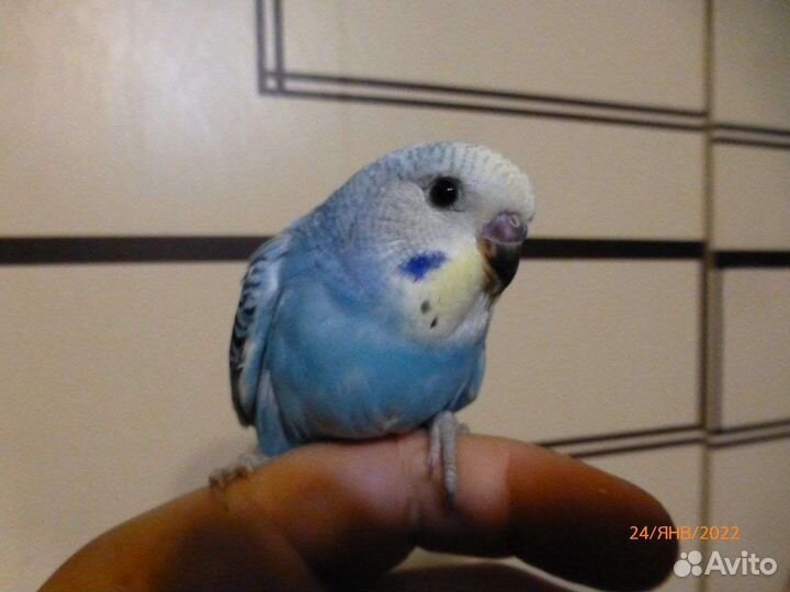 Птенцы волнистый попугай