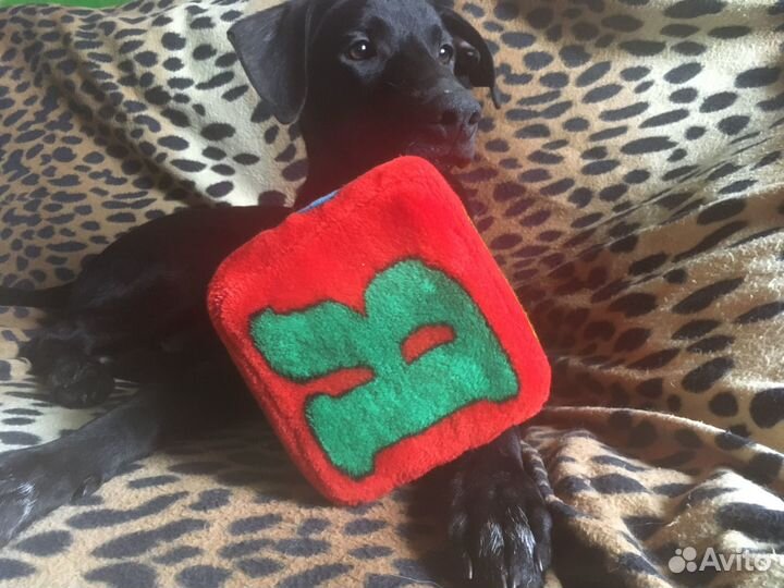 Щенок-мальчик 4 месяцев