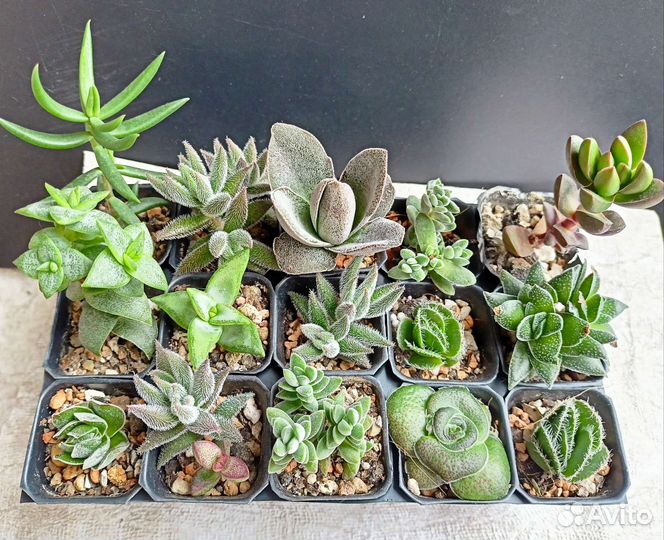 Суккуленты крассулы