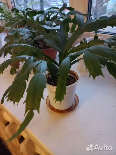 Декабрист-укоренённые отростки