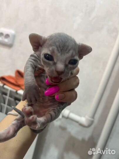 Донской сфинкс вязка