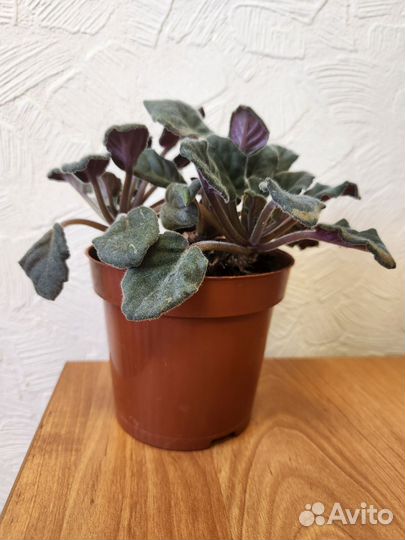 Сансевиерия