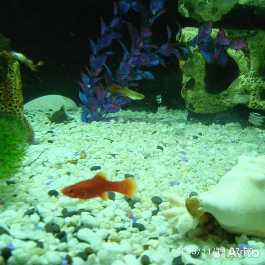 Аквариумные рыбки