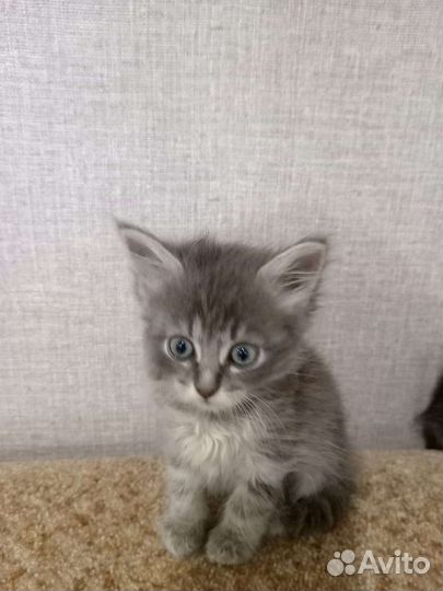 Котята в добрые руки мальчики