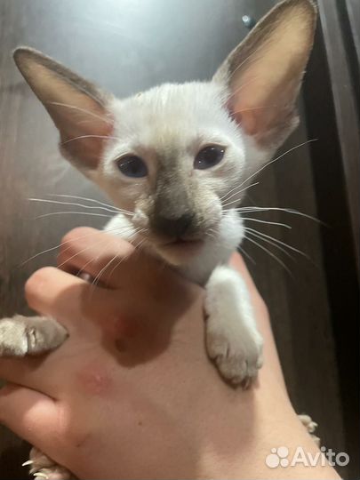 Ориентальные котята
