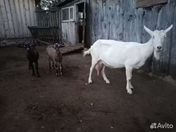 Коза с козлятами