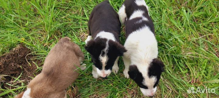 Среднеазиатская овчарка алабай