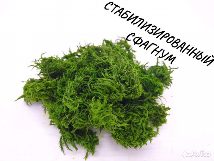 Мох Сфагнум стабилизированный от производителя