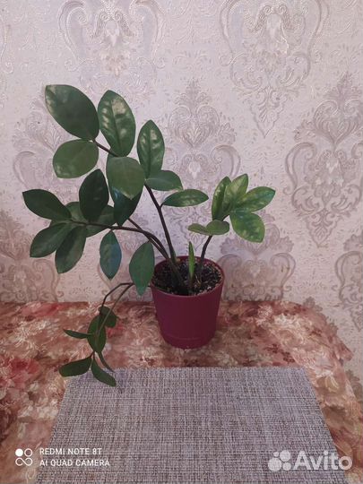 Замиокулькас