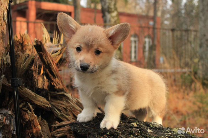 Предлагаются щенки вельш корги пемброк