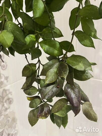 Хойи взрослые