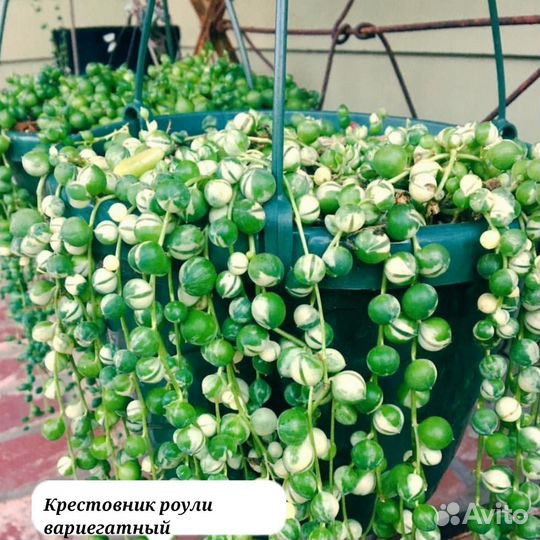 Крестовник роули, крестовник роули вариегатный