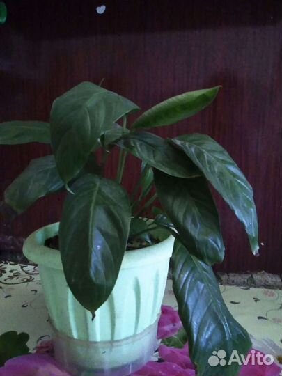 Спатифиллум