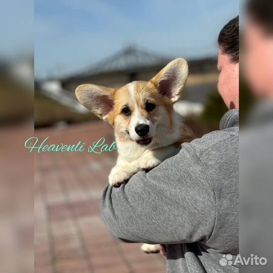 Вельш корги пемброк