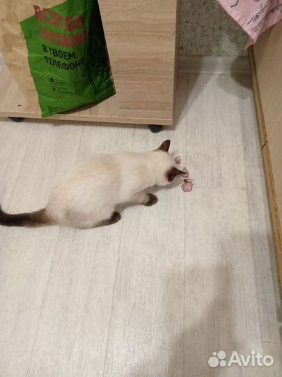Котик в добрые руки