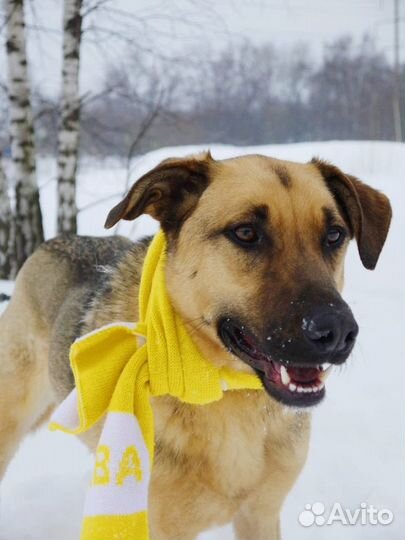 Лео-прекрасный пес ищет семью