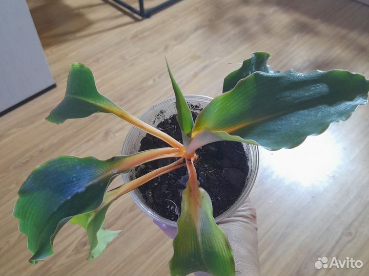 Хлорофитум оранжевый