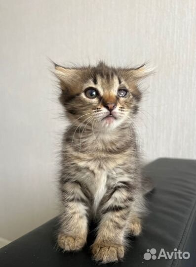 Милая девочка ищет дом