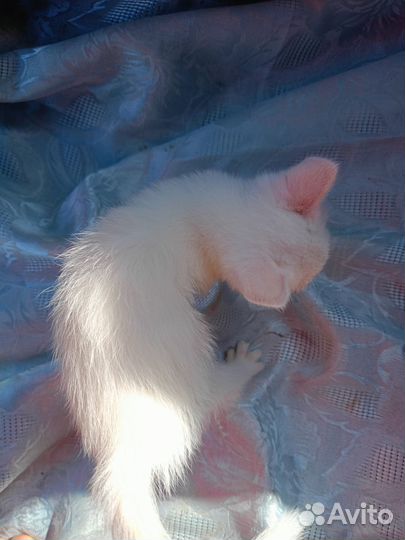 Отдам в добрые руки